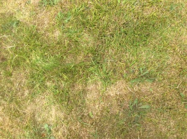 Grave of Basil and Abbie Harrgrave in Ditchling Churchyard
